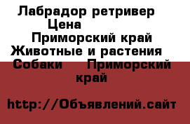 Лабрадор-ретривер › Цена ­ 25 000 - Приморский край Животные и растения » Собаки   . Приморский край